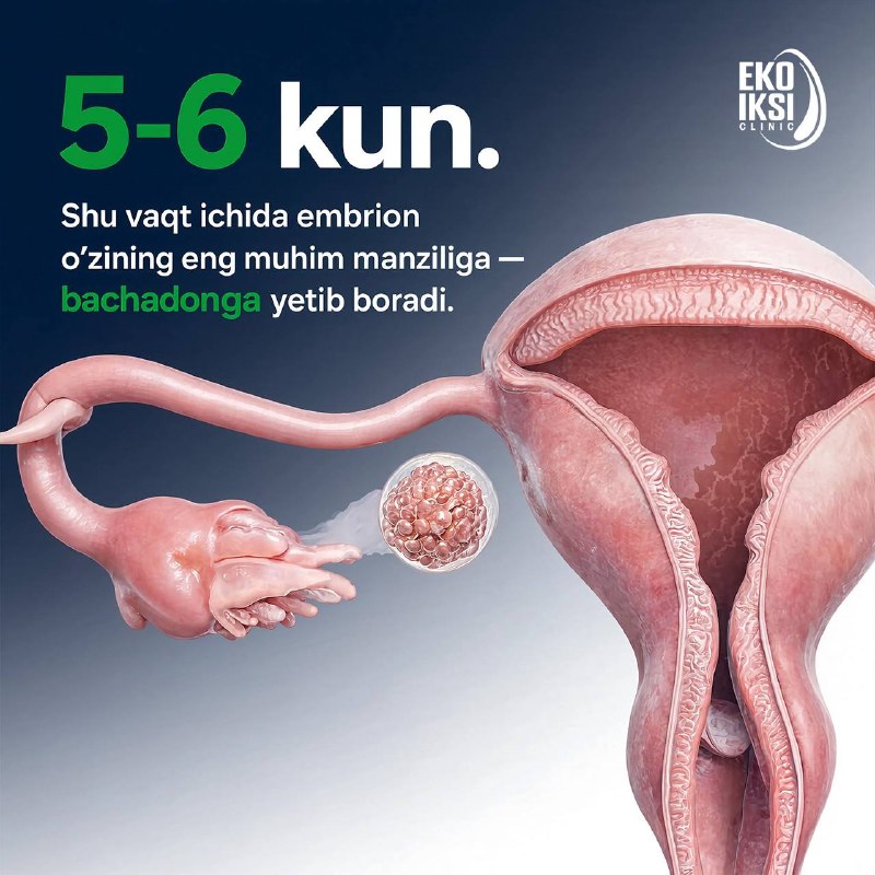 Embrion rivojlanishi: yangi hayotning ilk qadamlari (2/5)