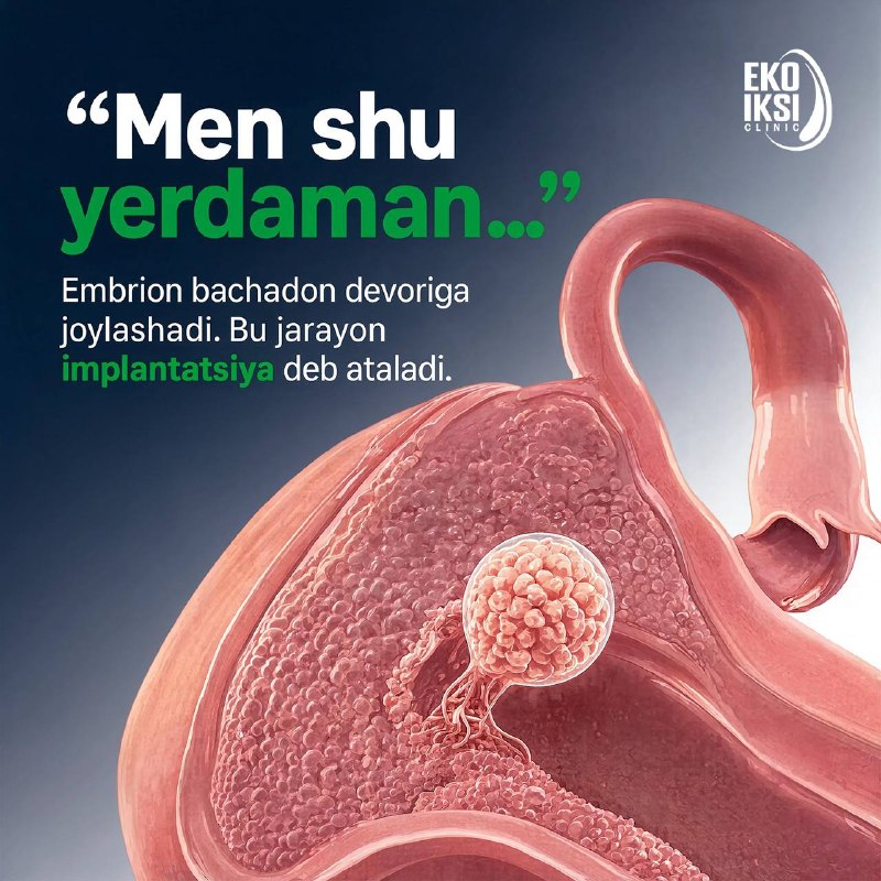 Embrion rivojlanishi: yangi hayotning ilk qadamlari (3/5)