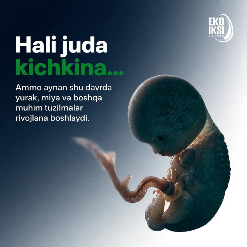 Embrion rivojlanishi: yangi hayotning ilk qadamlari (4/5)