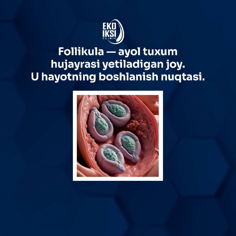Follikulalar haqida 5 fakt