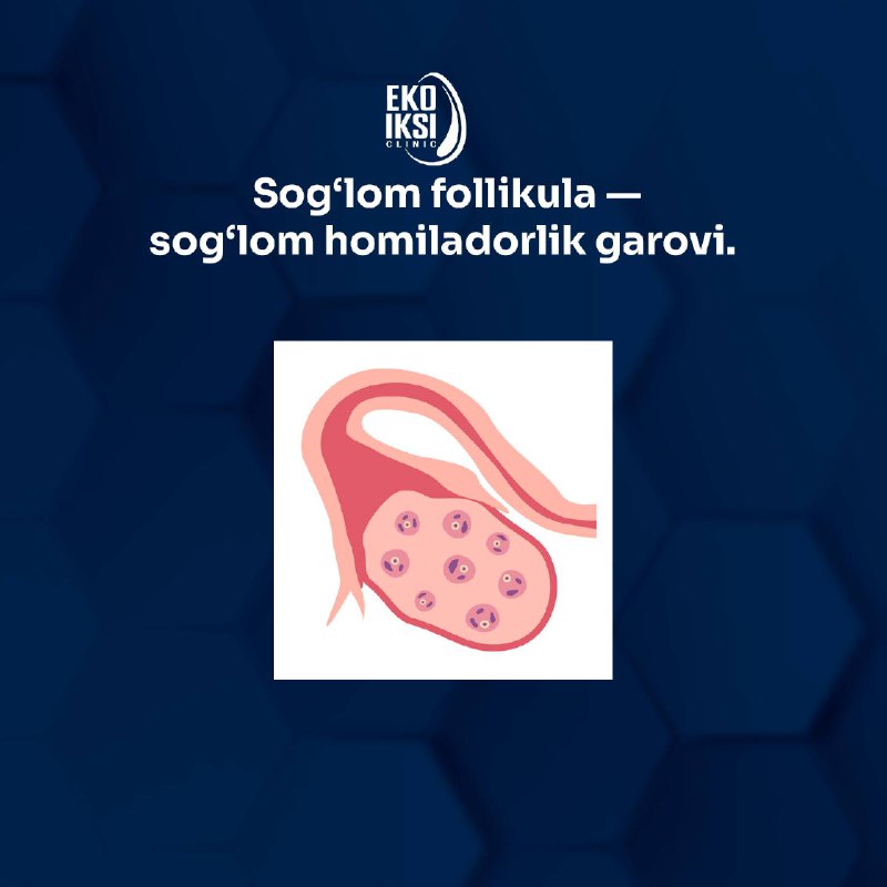 Follikulalar haqida 5 fakt