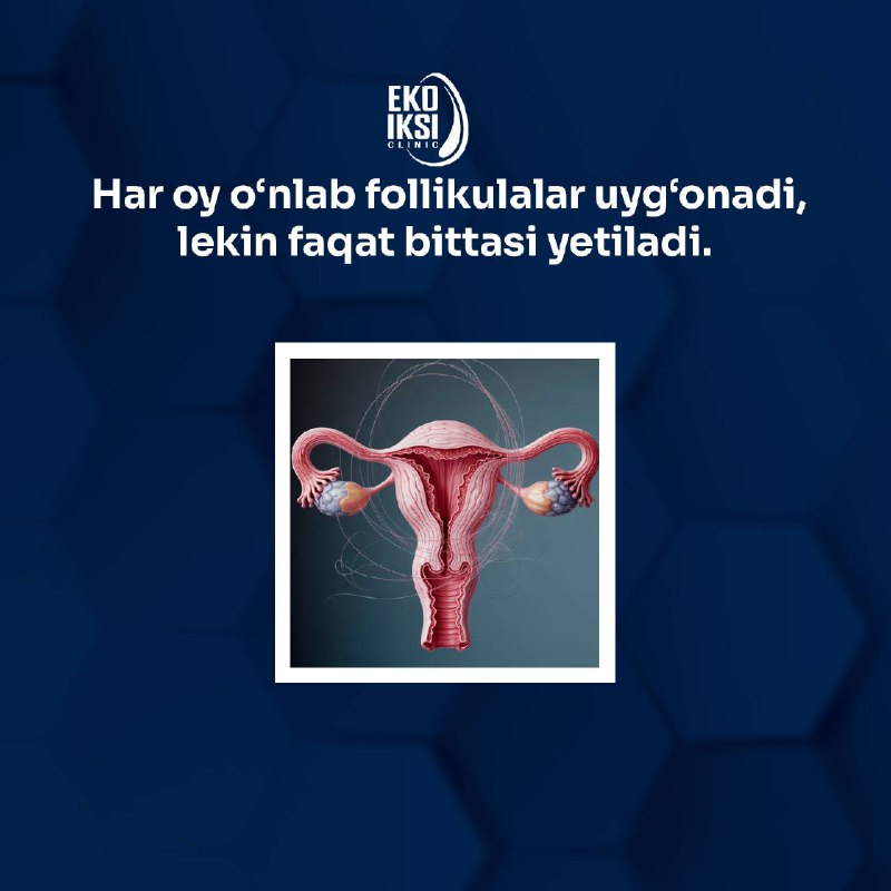 Follikulalar haqida 5 fakt